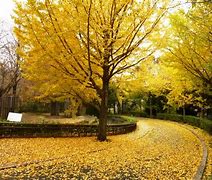 Image result for Best Autumn View in Yokohama Kanagawa