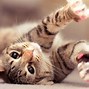 Image result for Cute Fluffy Kitty