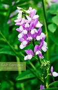 Image result for Galega hartlandii (x) Lady Wilson