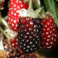 Image result for Boysenberry