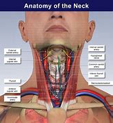 Image result for Neck Parts