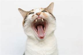 Image result for Cat with Mouth Open Side View