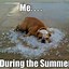 Image result for Summer Animal Memes