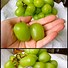 Image result for Big Green Grapes