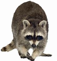 Image result for Raccoon No Background