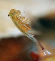 Image result for Fairy Shrimp