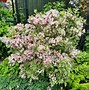 Image result for Weigela florida Nana Variegata