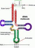 Image result for Funciones Del ARN