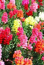 Image result for Snapdragon Mix