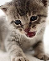 Image result for Baby Cat Crying