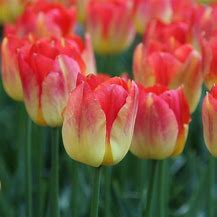 Image result for Tulipa Suncatcher