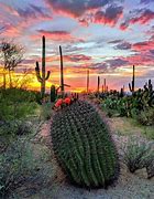 Image result for Desert Scene with Cactus