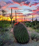 Image result for Pics of Arizona Cactus