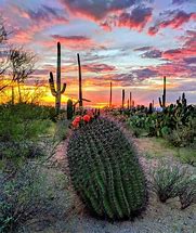 Image result for Desert Cactus Plants Arizona
