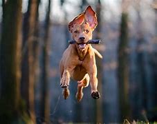 Image result for Zoomies Dog