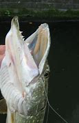 Image result for Freshwater Fish with Sharp Teeth
