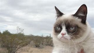 Image result for Grumpy Cat 4K