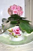Image result for Tea Cup Flowers