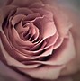 Image result for iPhone Macro Photos