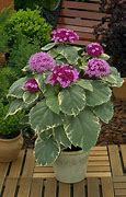 Image result for Clerodendrum bungei Pink Diamond