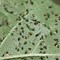 Image result for Cotton Insect Pest