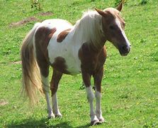 Image result for Shiny Brown and White Horse