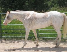 Image result for Sabino American Paint Horse