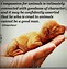 Image result for Compassion for Animals Quotes