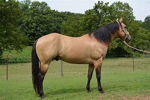 Image result for Buckskin Horse