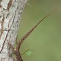 Image result for Grayish-Brown Lizard