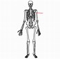Image result for Skeleton Anatomy Clip Art