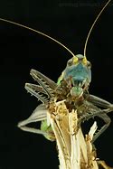 Image result for Cricket Chinese Insect Similsr