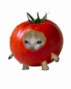 Image result for Veggie Cat Meme