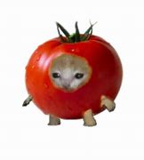 Image result for Lettuce Cat Meme