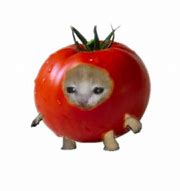 Image result for Fruit Cat PFP