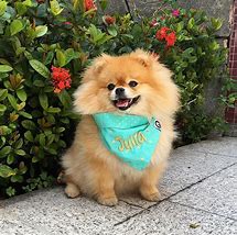 Image result for Jiff the Pomeranian Dog