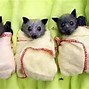 Image result for Feeding Baby Bats