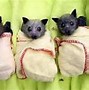 Image result for Baby Albino Fruit Bats