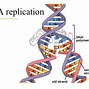 Image result for Complementary Process of DNA