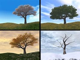 Image result for 4 Seasons in One Picture