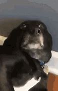 Image result for Wide-Eyed Dog in Car Meme