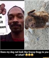 Image result for Cursed Dog Memes