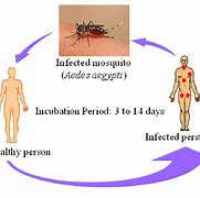 Image result for Dengue Transmission