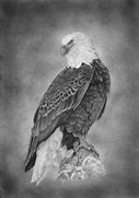 Image result for Australian Eagle Pencil Drawing