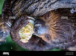 Image result for Megalonychidae