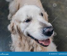 Image result for Dog Golden Retriever Tongue