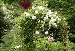Image result for Rosa Schneewittchen Climber (r)