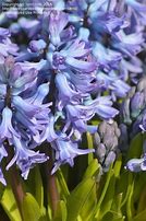 Image result for Hyacinthus multiflora Alba