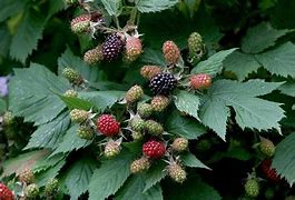 Image result for Rubus fruticosus Chester Thornless