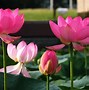 Image result for Red Lotus Flower